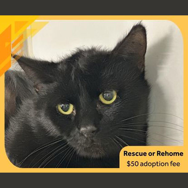 Photo of Binx