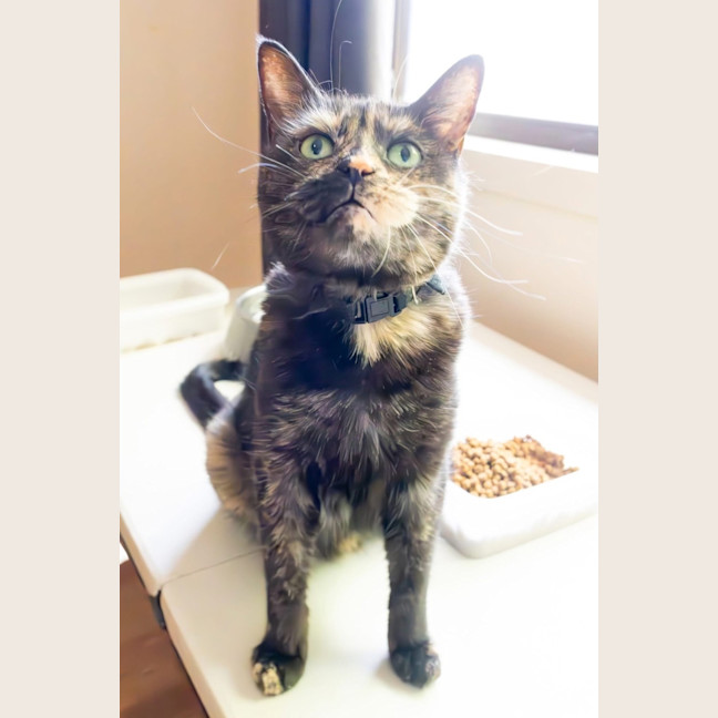 Photo of Tizzy 