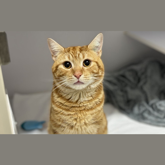 Photo of Remy