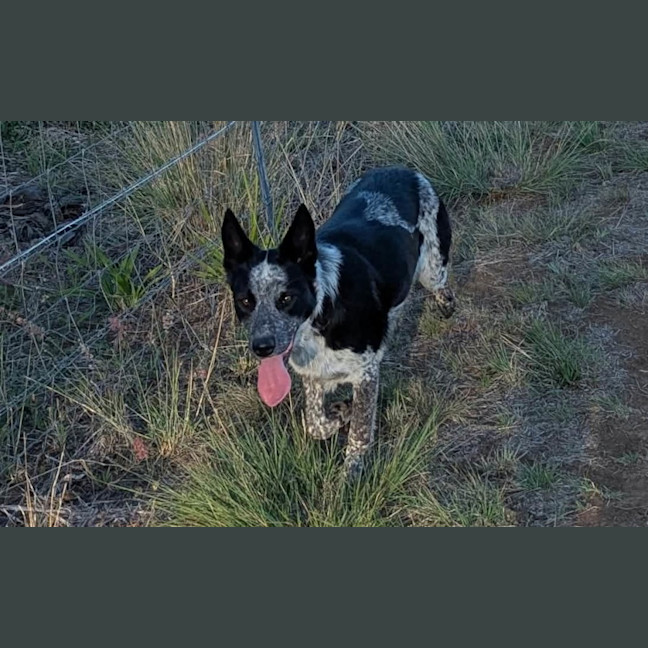 Photo of Pepper