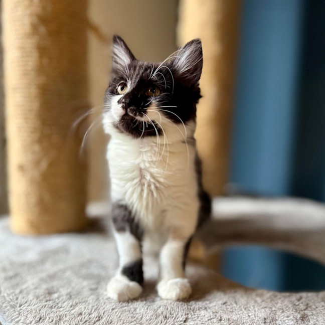 Photo of Puffin   Located In Templestowe