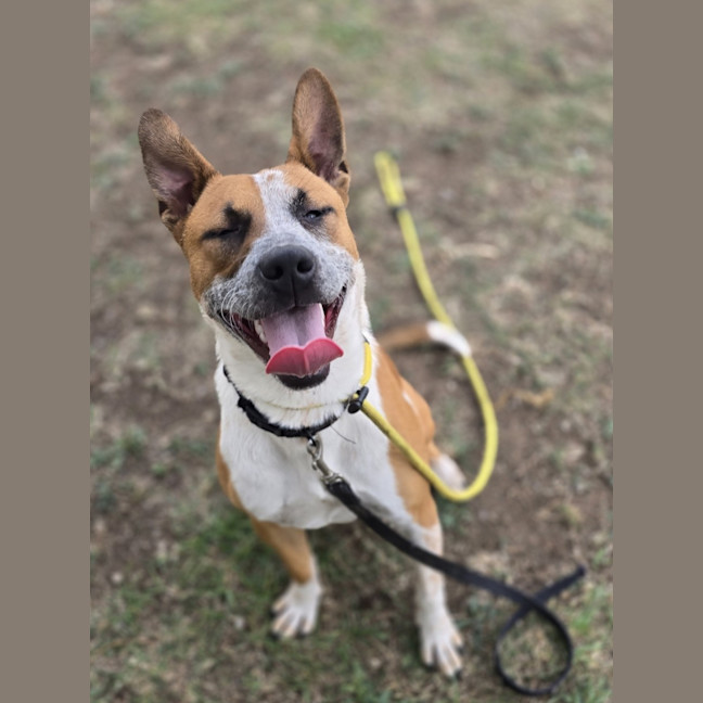 Photo of Bowie (65798)