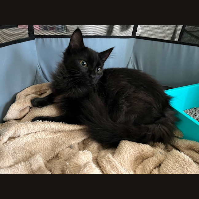 Photo of Coco