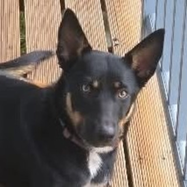 Photo of Ruby