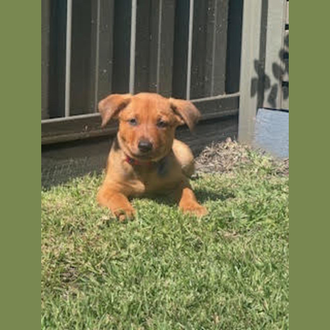Photo of Rudy   9 Week Old Kelpie X