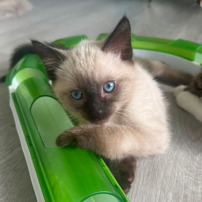 Photo of Nelson 🩵