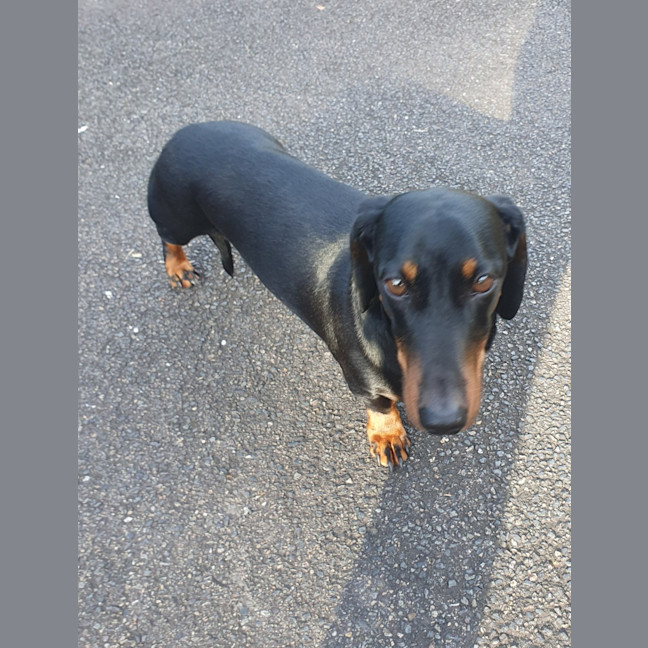 Photo of Winston