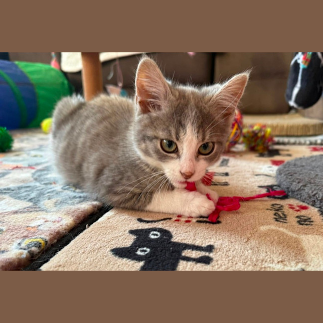 Photo of Mozart ** 2nd Chance Cat Rescue**