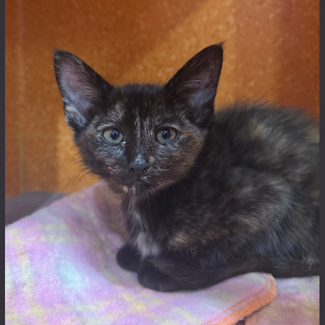 Photo of Speckles