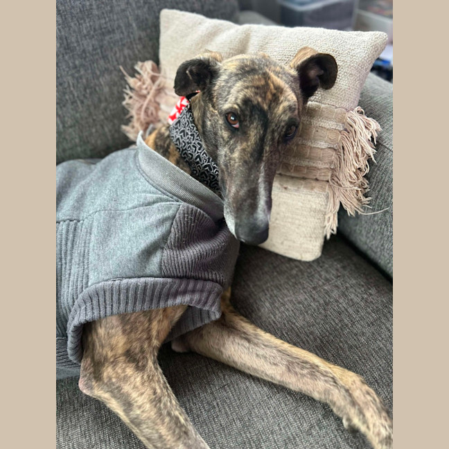 Photo of Teddy, The Greyhound