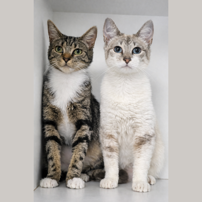 Photo of Penny And Stella