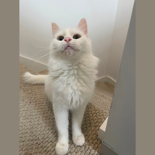 Photo of Kitsune