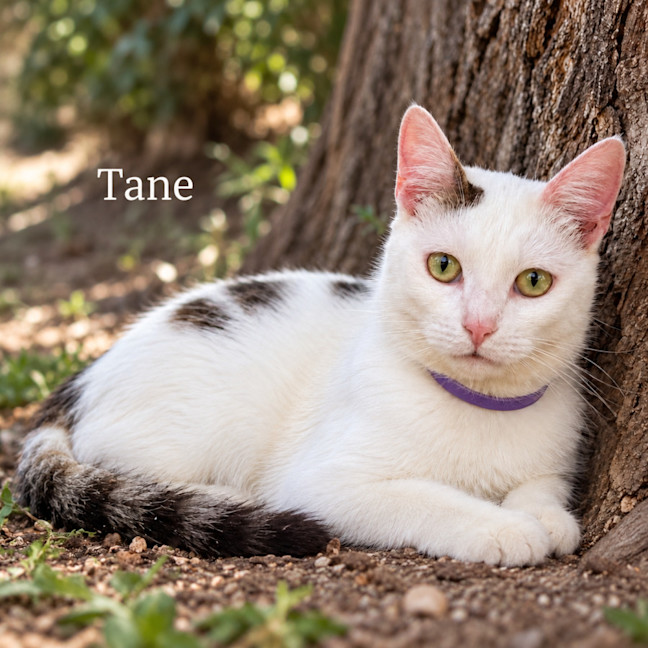 Photo of Tane