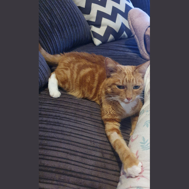 Photo of Pepper