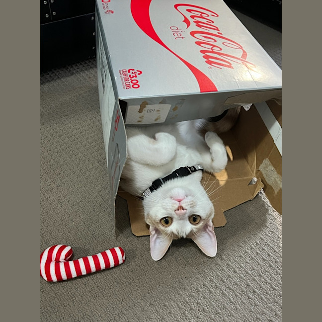 Photo of Peanut