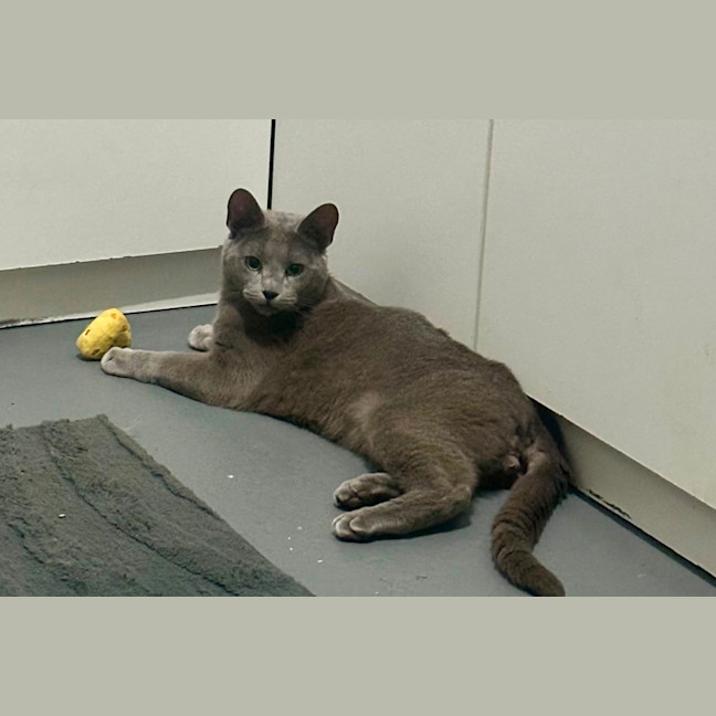 Photo of Sterling 😻🧵🧶