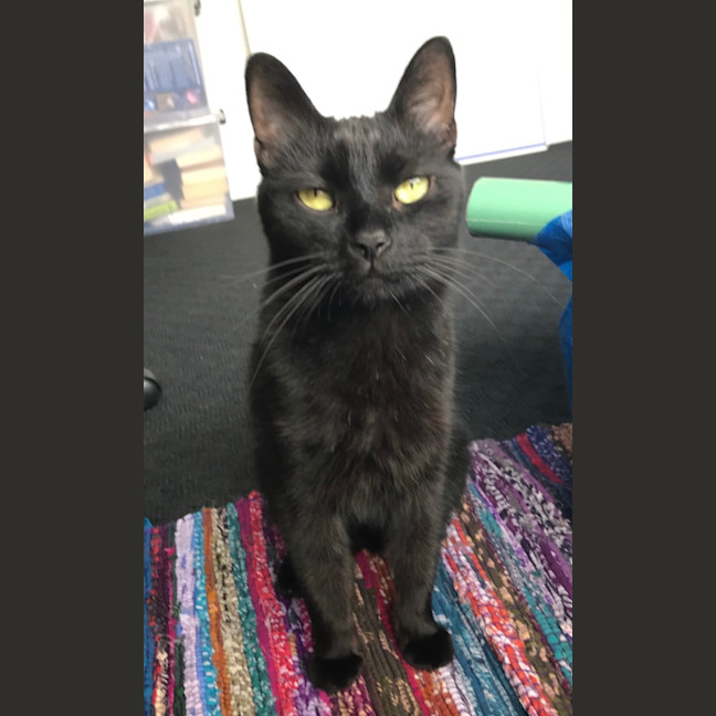 Photo of Minion