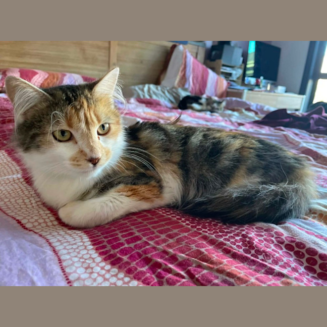 Photo of Tilly   In Foster In Bentleigh East