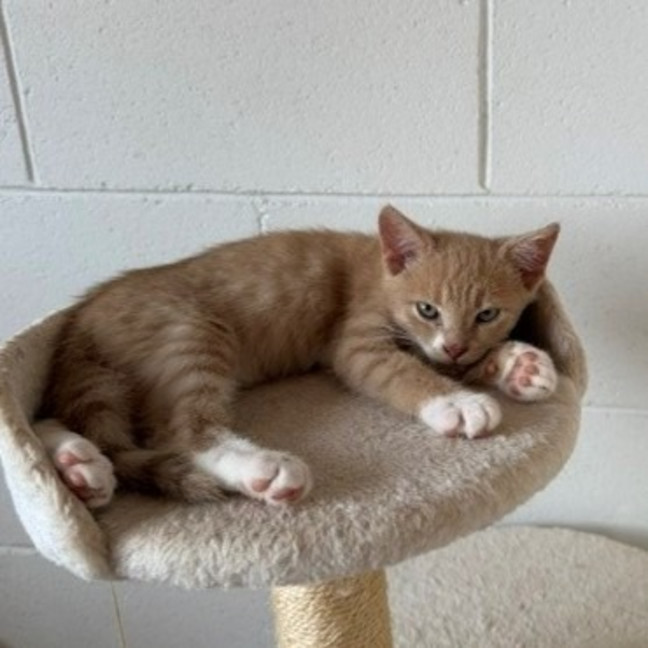 Photo of Bagel