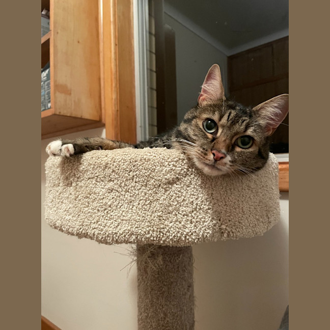 Photo of Lola