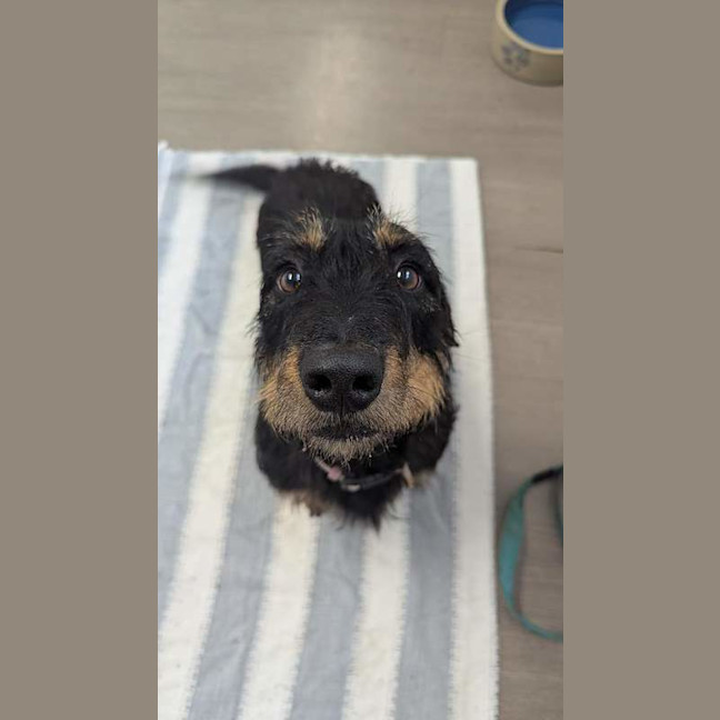 Photo of Sadie