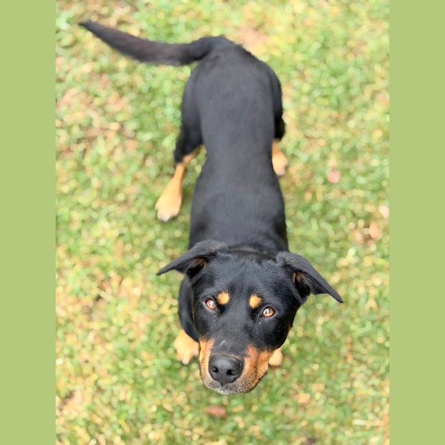 Photo of Bear 