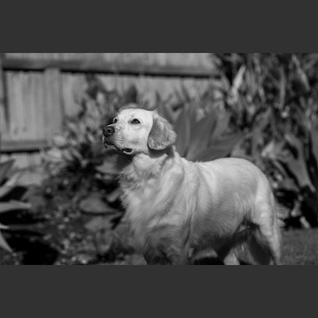 Photo of Ivy