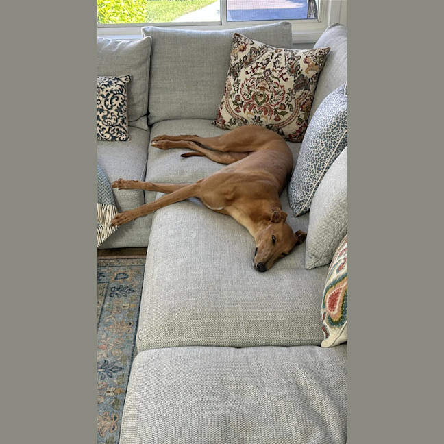 Photo of Gretel, The Greyhound