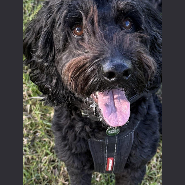 Photo of Bodhi Quinnell