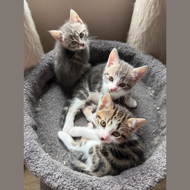 Photo of Bazil Meet Me At Petstock Keysborough