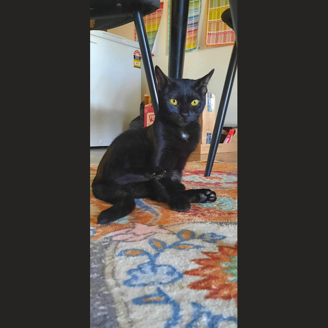 Photo of Georgie (C Mum 3)