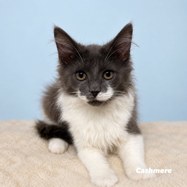 Photo of Cashmere