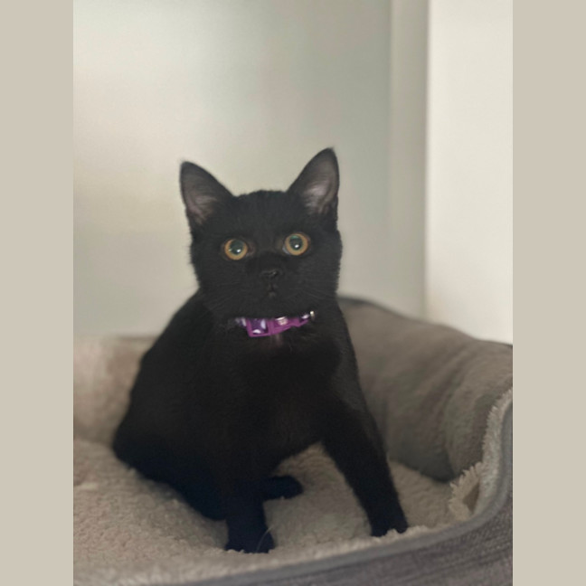 Photo of Freya
