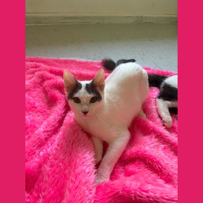 Photo of Pearline