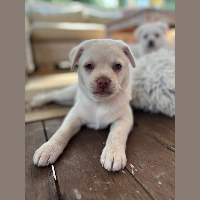Photo of Disco 