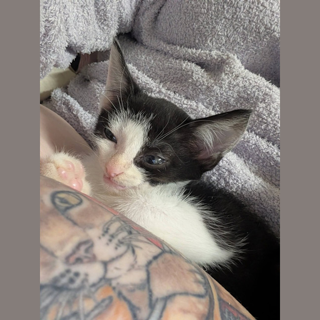 Photo of Fudge