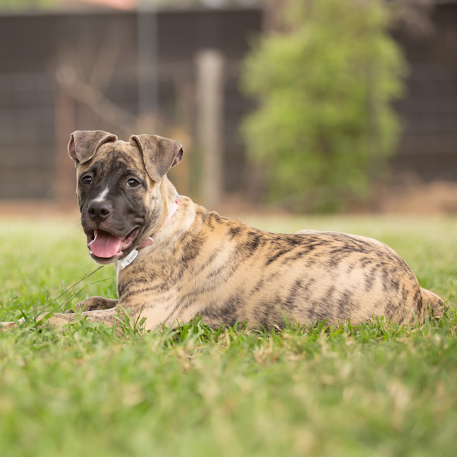 Photo of Tugzy (Previously Hendrix)