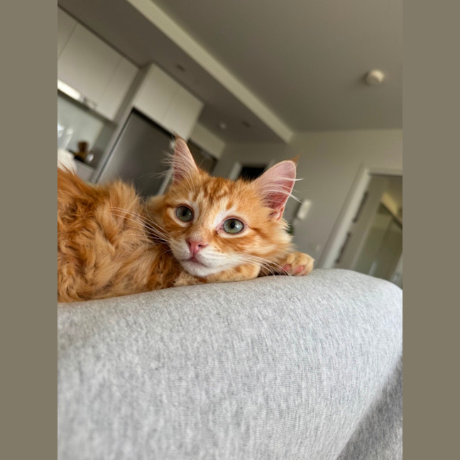 Photo of Enzo 