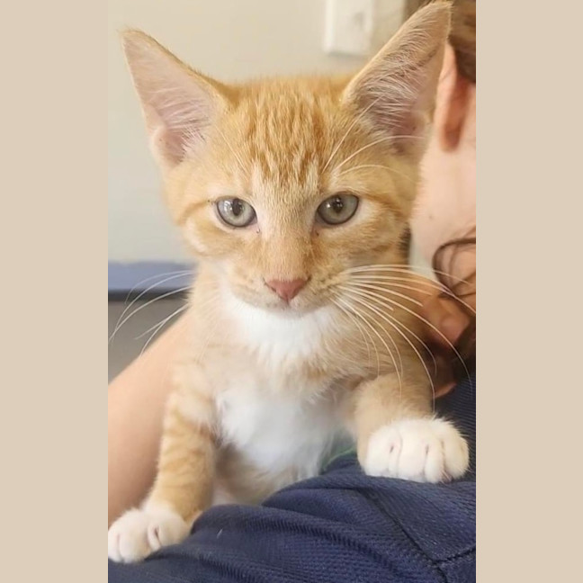 Photo of Michael Phelps