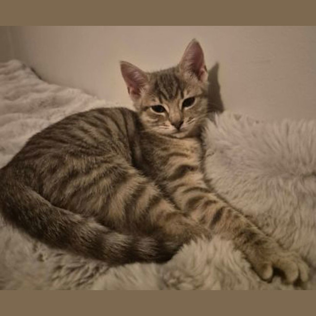 Photo of Violet