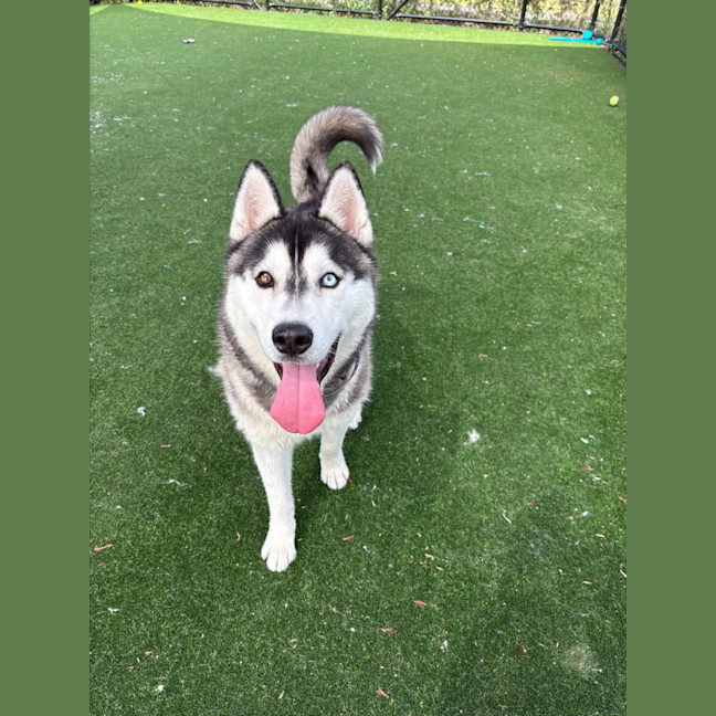 Photo of Zorro Imp 1965