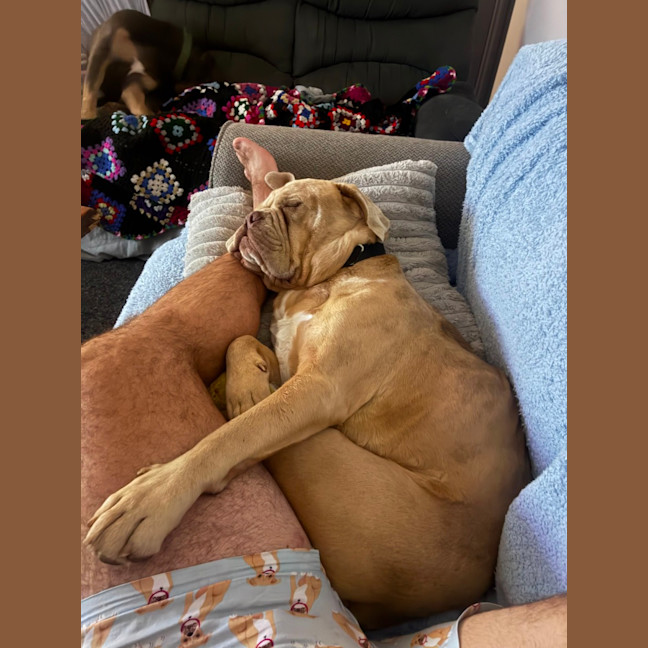 Photo of Lloyd   2 Year Old Aussie Bulldog X
