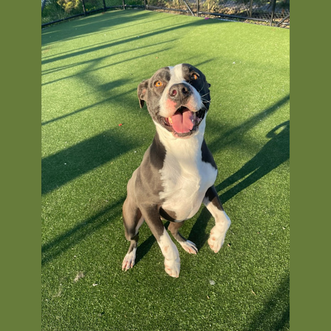 Photo of Hector Imp 1302