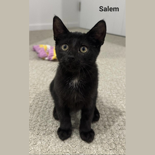 Photo of Salem