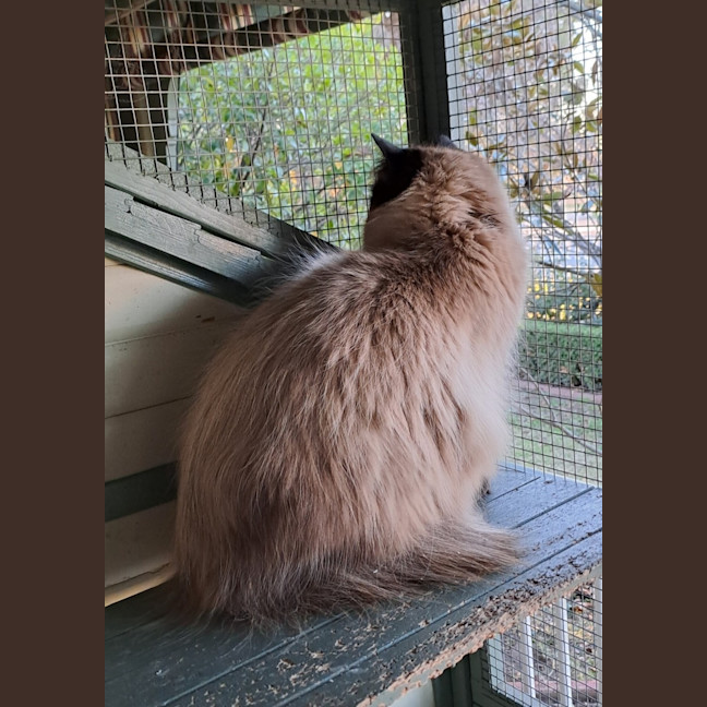 Photo of Bear