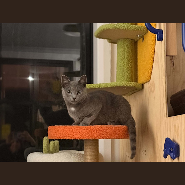Photo of Smokey