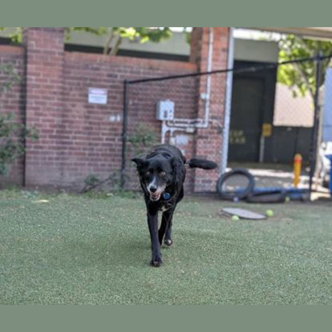 Photo of Piper