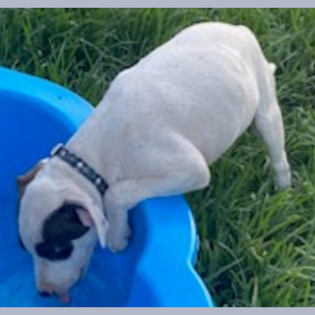 Photo of Hank ~ 11 Week Old, Staffy X Beagle Puppy