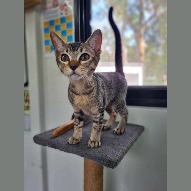 Photo of Snickers