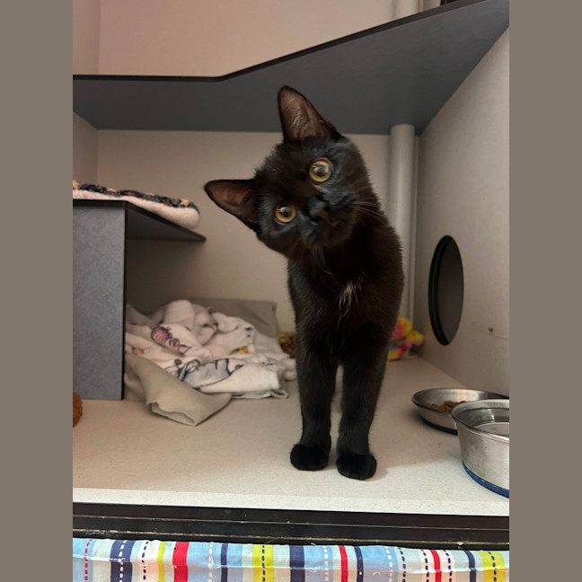 Photo of Sumi 